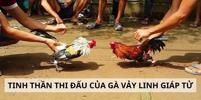 Vảy gà chọi độc và các loại vảy độc mà sư kê Vin777 cần biết